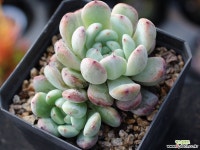 비얀트 군생 S0647 다육식물
