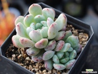 비얀트 군생 S0647 다육식물