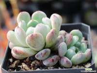 비얀트 군생 S0647 다육식물