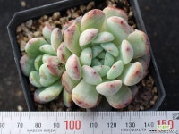 비얀트 군생 S0647 다육식물