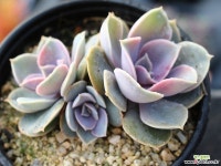 라일락 군생 S0656 다육식물