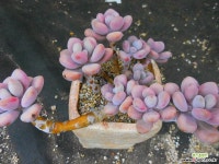 아메치스1111-820 다육식물