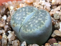 리톱스 11-29 리톱스/메셈