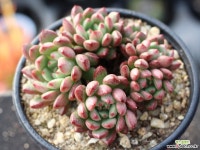 핑클루비 군생 S0662 다육식물