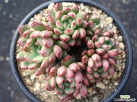 핑클루비 군생 S0662 다육식물