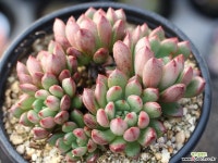 핑클루비 군생 S0662 다육식물