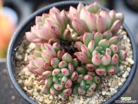 핑클루비 군생 S0662 다육식물