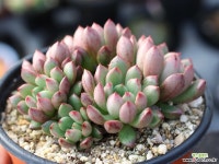 핑클루비 군생 S0662 다육식물