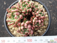 핑클루비 군생 S0662 다육식물