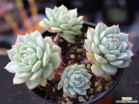 정야 군생 S0668 다육식물