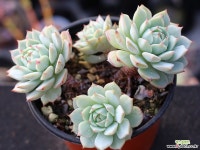 정야 군생 S0668 다육식물