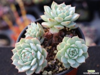 정야 군생 S0668 다육식물