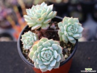 정야 군생 S0668 다육식물