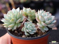 정야 군생 S0668 다육식물