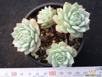 정야 군생 S0668 다육식물