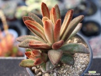 적토이 군생 S0674 다육식물