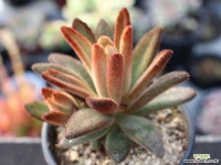 적토이 군생 S0674 다육식물