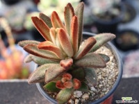 적토이 군생 S0674 다육식물