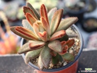 적토이 군생 S0674 다육식물