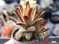 적토이 군생 S0674 다육식물