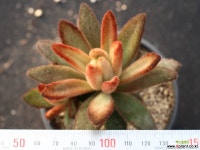 적토이 군생 S0674 다육식물