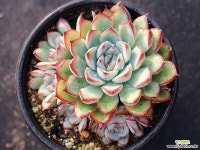 프리린제 군생 S0686 다육식물