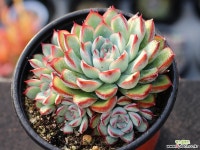 프리린제 군생 S0686 다육식물