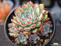 프리린제 군생 S0686 다육식물