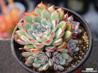 프리린제 군생 S0686 다육식물