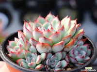 프리린제 군생 S0686 다육식물