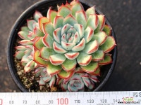 프리린제 군생 S0686 다육식물