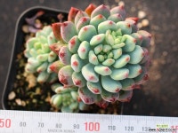 블루엘프 목대 군생 S0691 다육식물