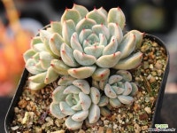 자라고사sp 군생 S0700 다육식물