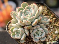 자라고사sp 군생 S0700 다육식물