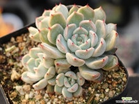 자라고사sp 군생 S0700 다육식물