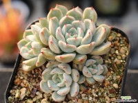 자라고사sp 군생 S0700 다육식물