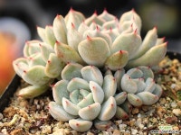 자라고사sp 군생 S0700 다육식물