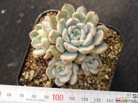 자라고사sp 군생 S0700 다육식물