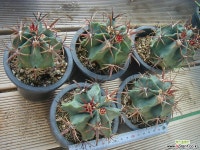 진주 선인장