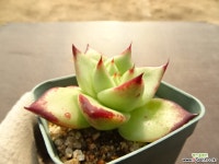 슈퍼클론(중) 14- 다육식물