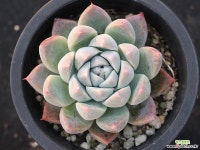 써브림 S0754 다육식물