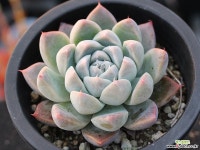 써브림 S0754 다육식물