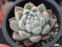 써브림 S0754 다육식물