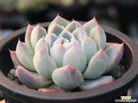 써브림 S0754 다육식물