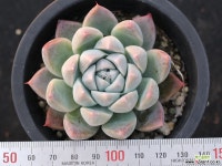 써브림 S0754 다육식물