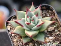 원종에보니 S0758 다육식물