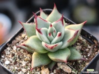 원종에보니 S0758 다육식물