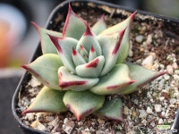 원종에보니 S0758 다육식물