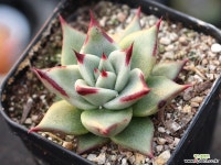 원종에보니 S0758 다육식물