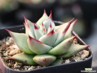 원종에보니 S0758 다육식물